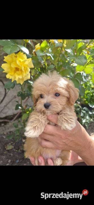 Sprzedam pieski Maltipoo Porąbki