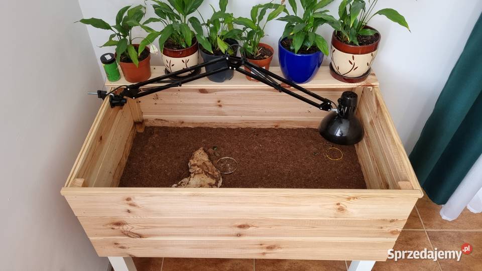 Żółw grecki testudo hermani z terrarium Gogolin