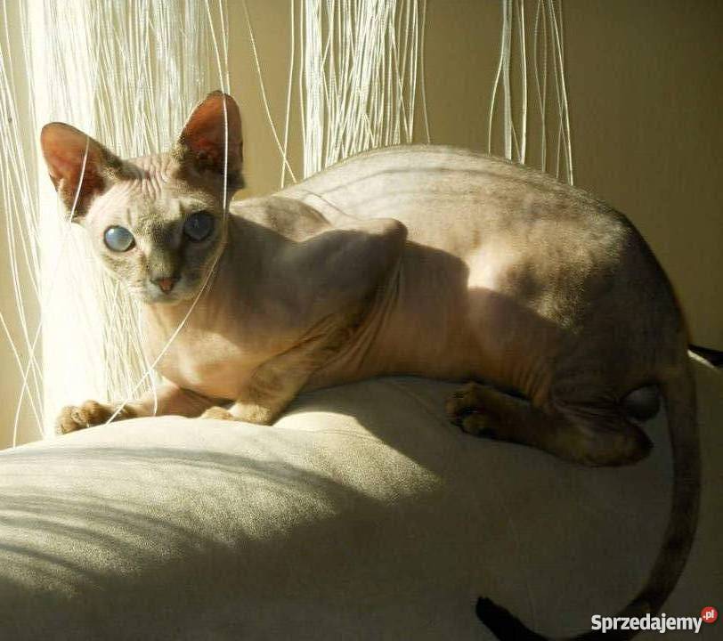 rasowy kot kocur Devon rex Świdnik