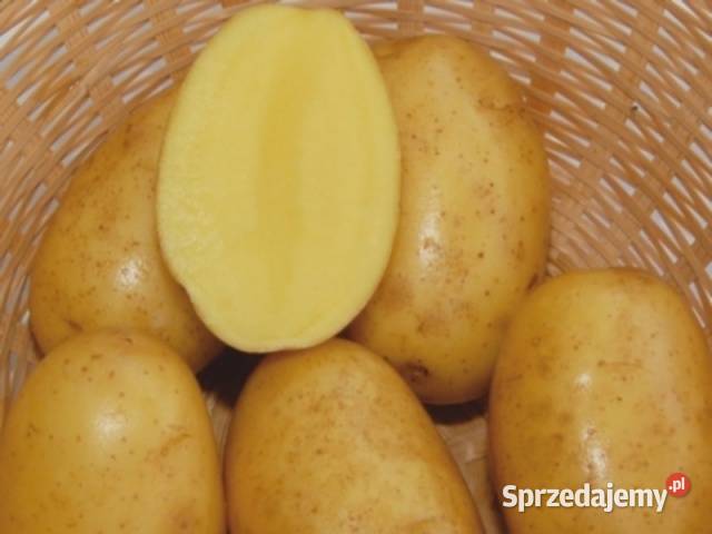 Sprzedam ziemniaki sadzeniaki odmiany Vega lubelskie Hrubieszów