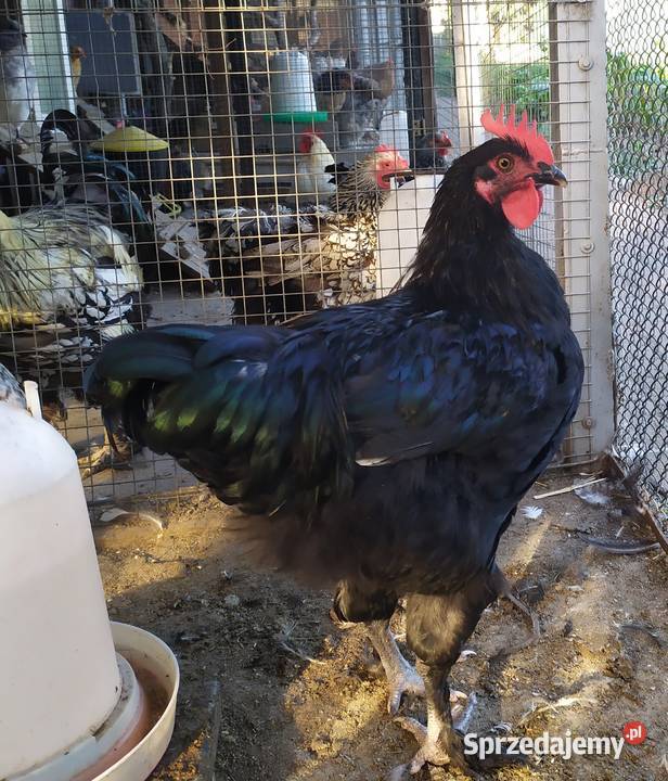 jaja lęgowe kur ozdobnych