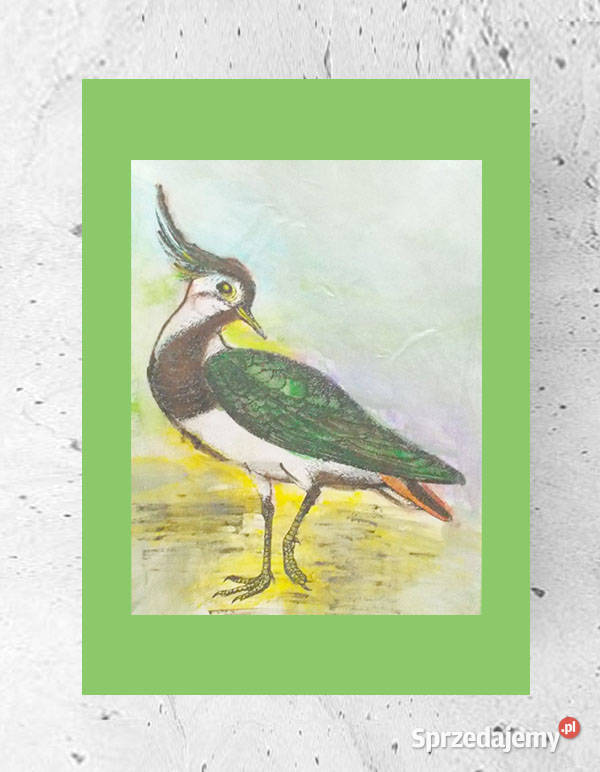 czajka obrazek A4 vintage obraz z ptaszkiem zielony Olsztyn sprzedam