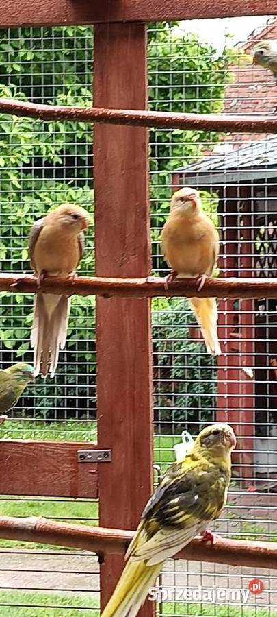 Papugi świergotki Julianpol