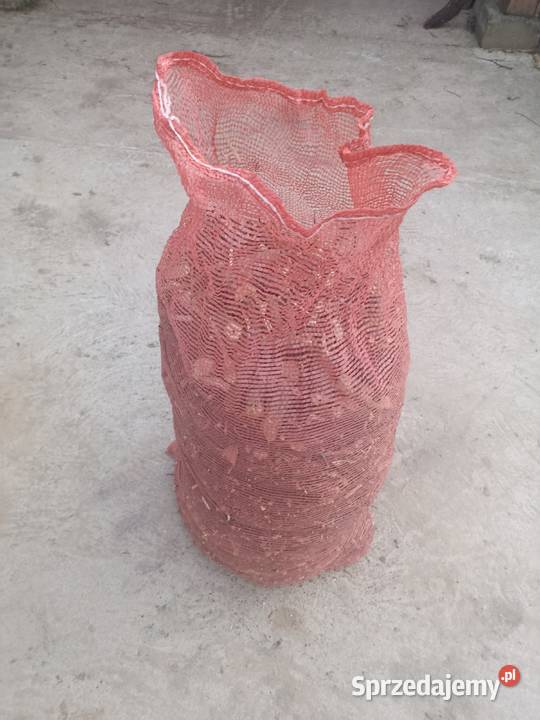 Zrębki z drzew liściastych