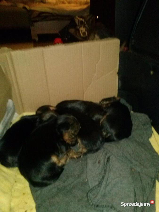 Szczeniacki rasy Yorkshire Terrier MINIATURKI Koszalin