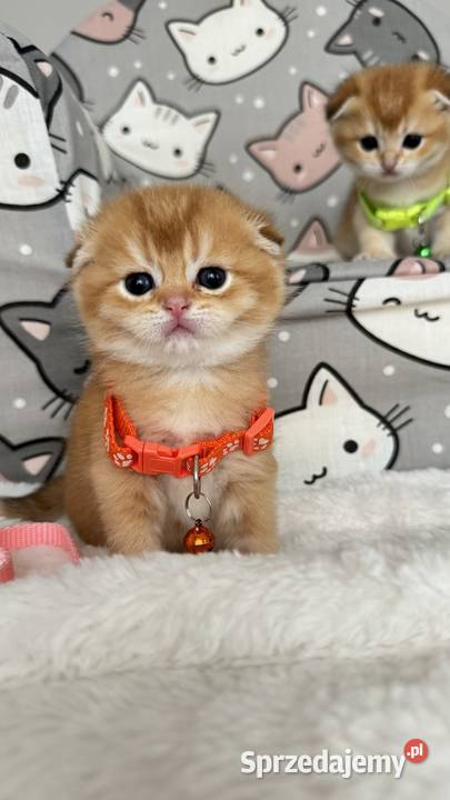 Kotek szkocki złoty Scottish fold Do rezerwacji Wrocław