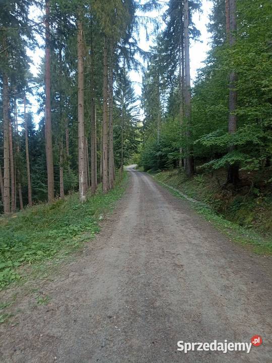 Sprzedam Las Przysietnica Sprzedaż