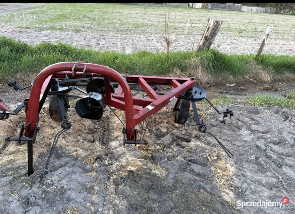 Przewracarka do sina dwu gwiazdowa pająk Świerszczów-Kolonia
