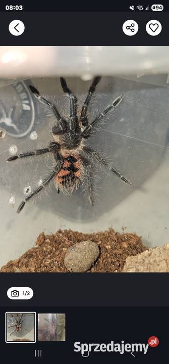 Pamphobeteus sp manganegra L4 Pozostałe Chorzów sprzedam