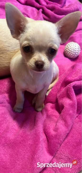Dziewczynka krótkowłosa Chihuahua Lenka Chihuahua Piotrków Trybunalski