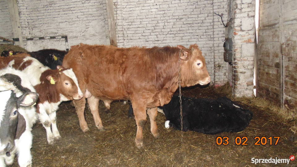 BYK LIMOUSINE 100 na zarodowego Bydło mięsne Pyrzyce