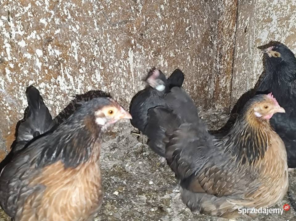 Cwergi karzełki 40 Pozostałe Kościan