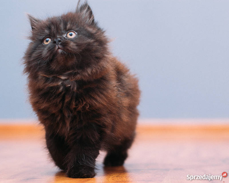 pers perskie kotki Wrocław