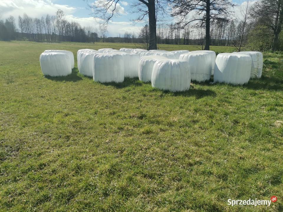 Bele sianokiszonk Trawy, słoma