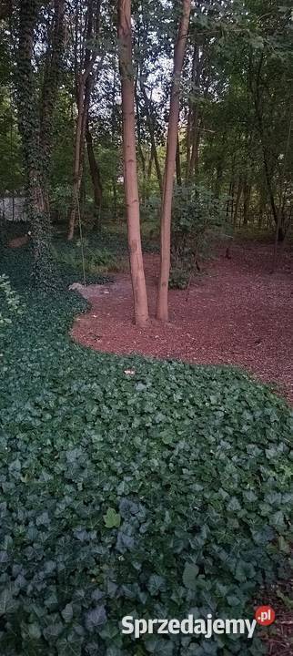 Regeneracja trawników nawodnienia cięcie ogród