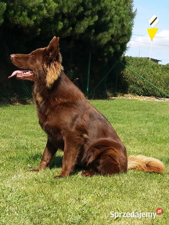 Owczarek niemiecki czekoladowy śląskie Świerklany