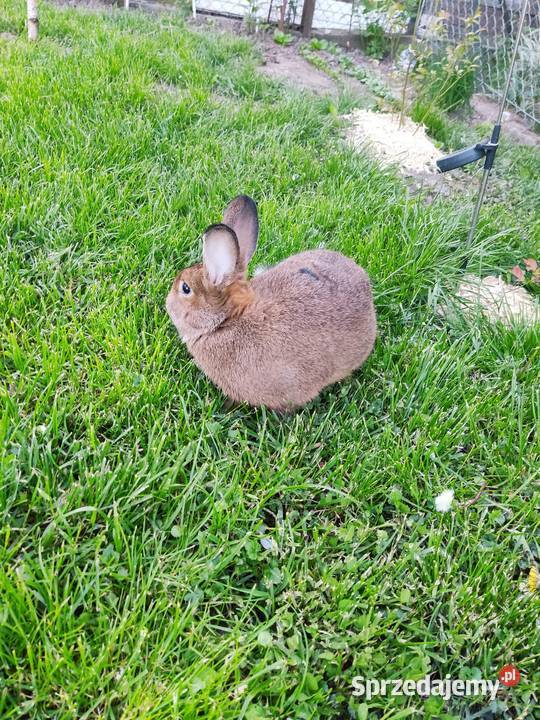 Króliki szary wiedeński Jarosław