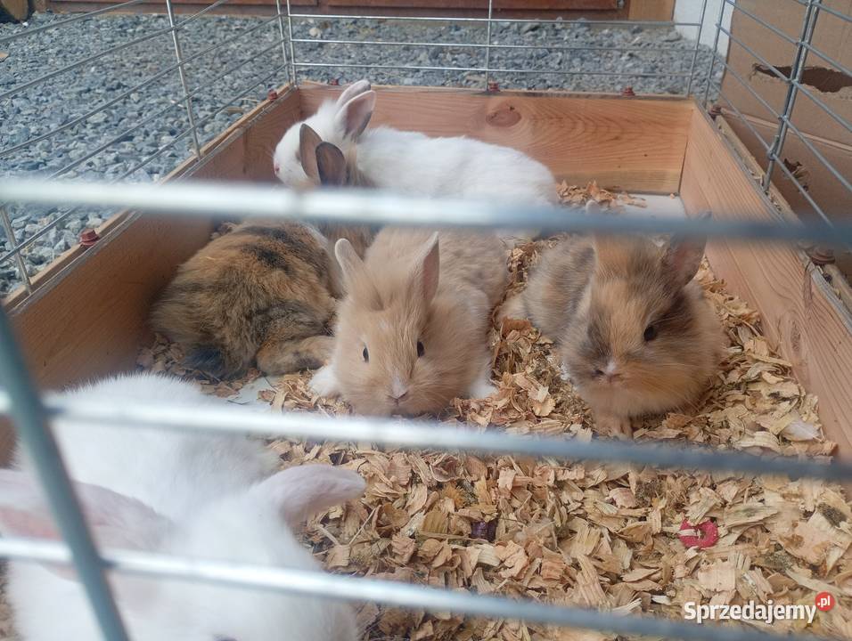 Króliki miniaturki