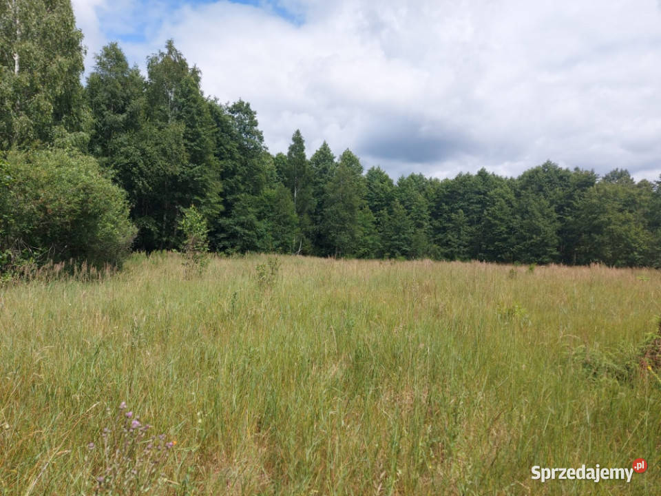 Działka 282 ha na sprzedaż Wiluki Sprzedaż
