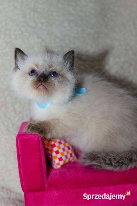 Ragdoll ragdollowe ostatni kocurek Piorunówek