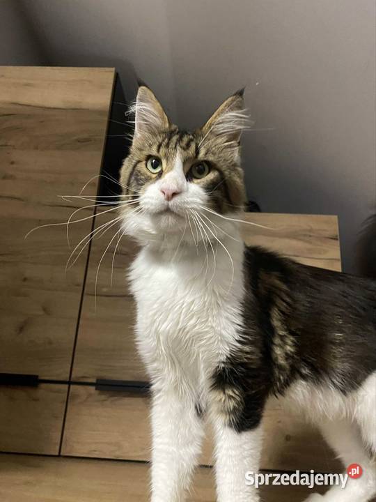 Maine Coon reproduktor Wrocław