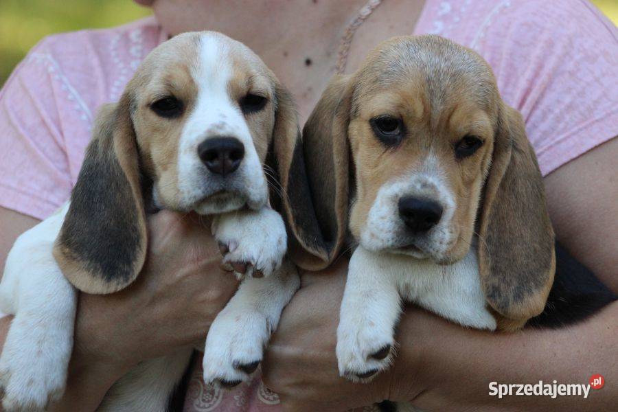 Beagle Panny do wzięcia  ZKwP/FCI  po Champione Polski