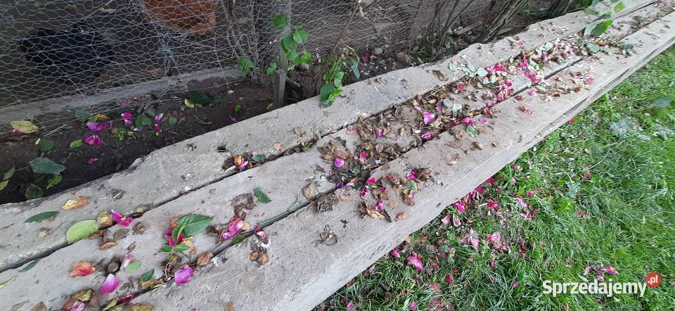 Słupy betonowe Rolnictwo Tomaszów Lubelski