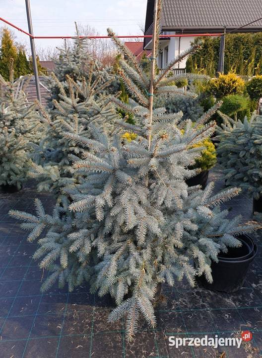 Świerk Koster Hoopsii niebieski szczepiony Rydzyny sprzedam