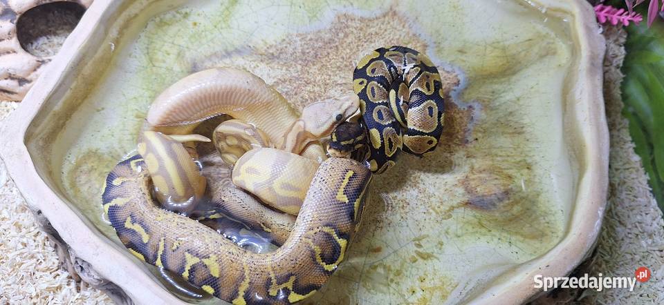 Pyton Królewski Banana Enchi Mojave samczyk Wołomin