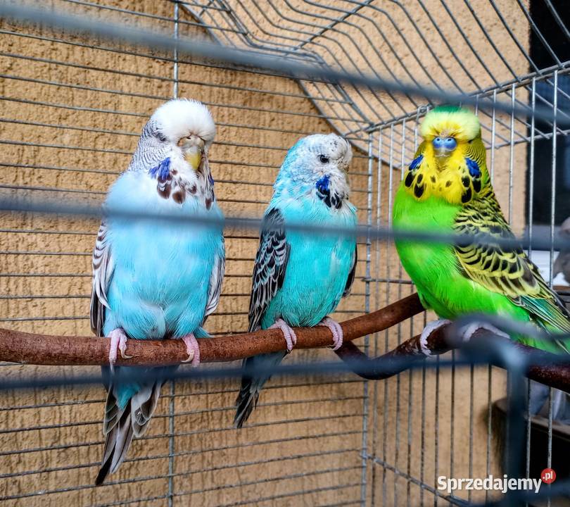 Papugi faliste wpf Rzeszów