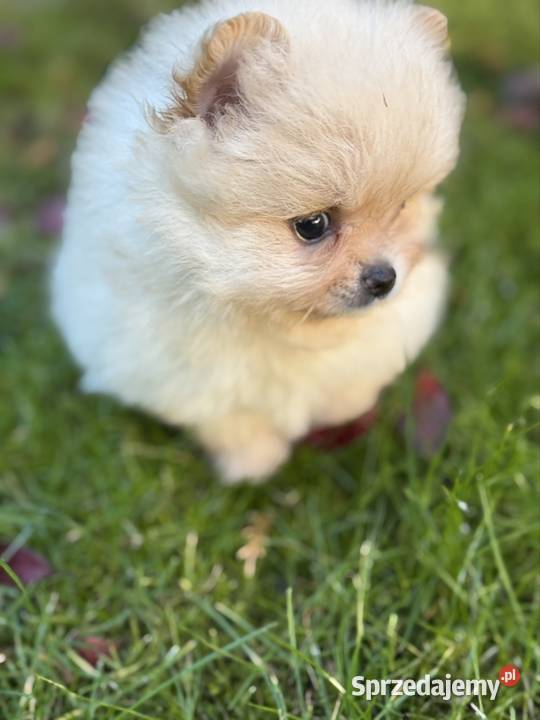 Szpic miniaturowy Pomeranian lubuskie Gorzów Wielkopolski