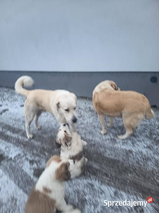 śliczne owczarki środkowoazjatyckie Czarnożyły