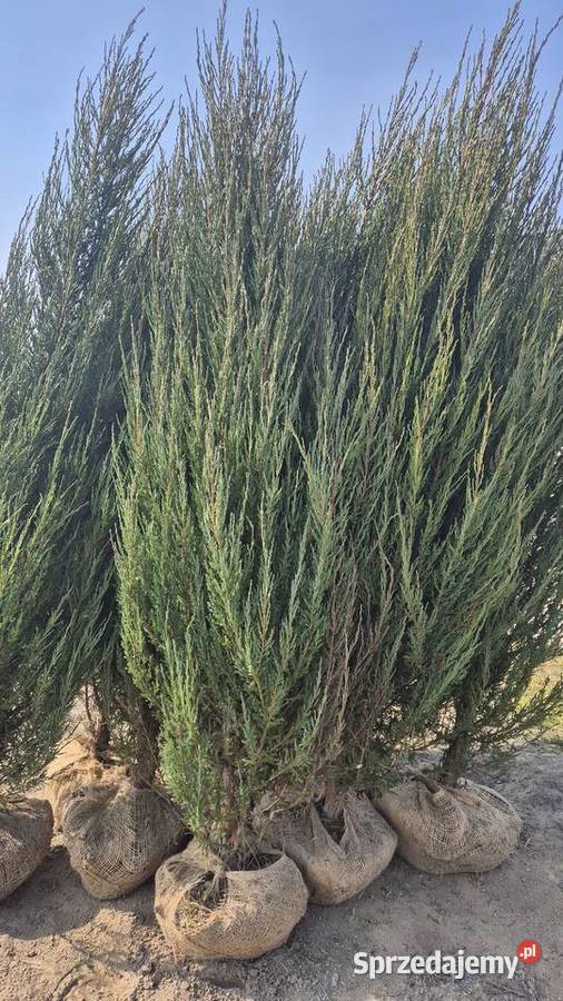 Jałowiec 180200 sadzenie transport Iglaste Warszawa