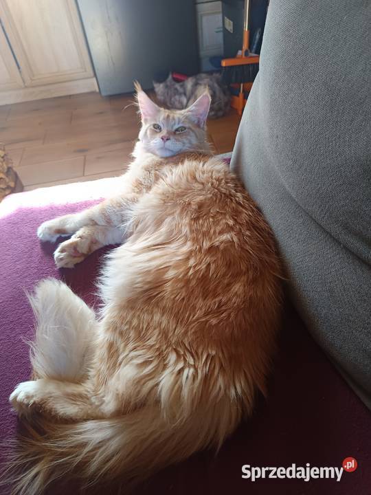 Śliczna kotka rasy Maine coon z rodowodem świętokrzyskie