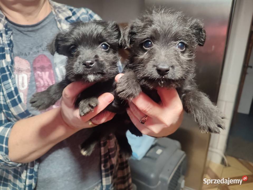 Staffordshire Bull Terrier Pudel szczenie Rzeszów