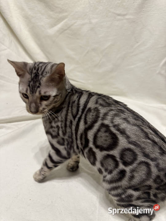 Bengal Blanco 5 miesięczny kocur Silver Spotted Warszawa