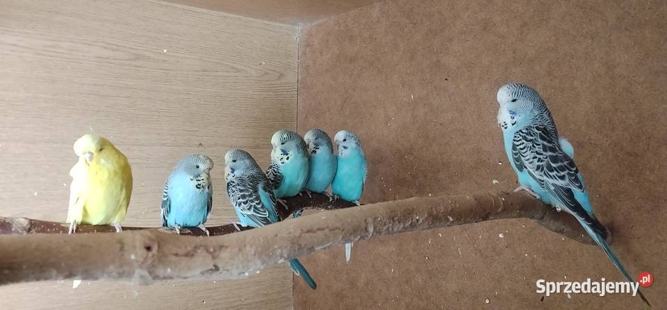 Papużki faliste standard Pruchna