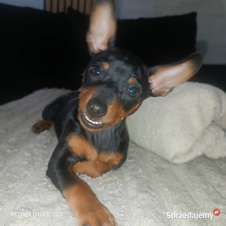 Pinczer Miniaturowy FCI suczka