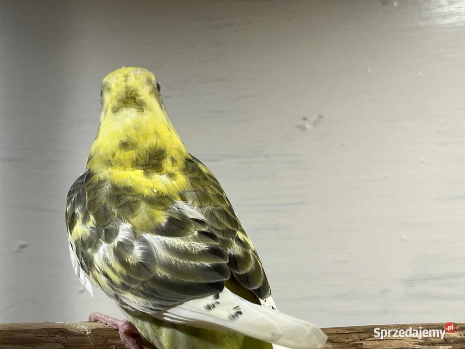 Świergoty i faliste Łopoń