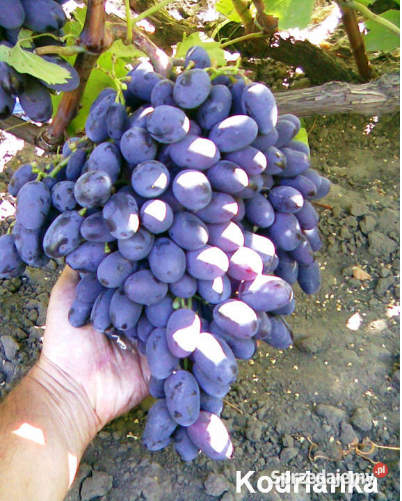 Elitarne winorośle z Ukrainy