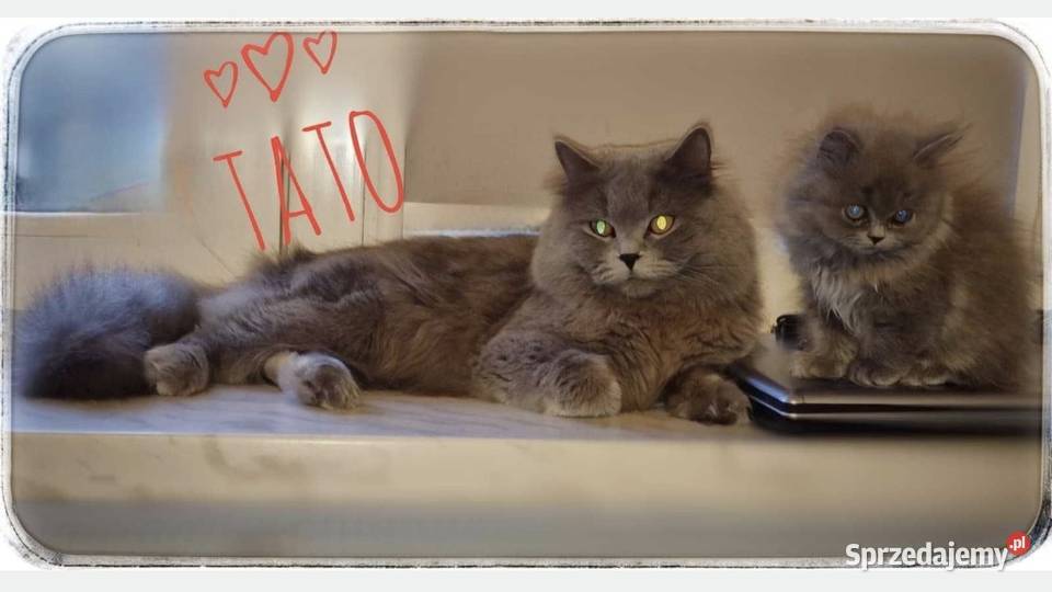 Kotek brytyjski długowłosy Słodziak Jełowa sprzedam