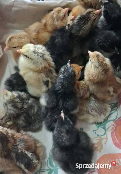 Kurczęta mix Augustów sprzedam