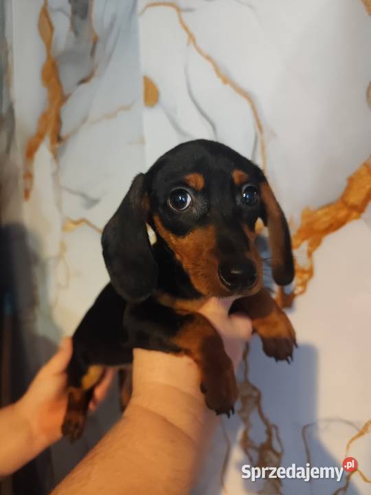 Jamnik krótkowłosy suczka Strzegowo sprzedam