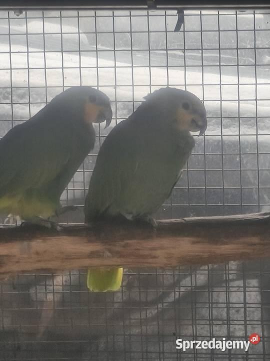 Amazonki modrobrewne kurika para Olkusz sprzedam