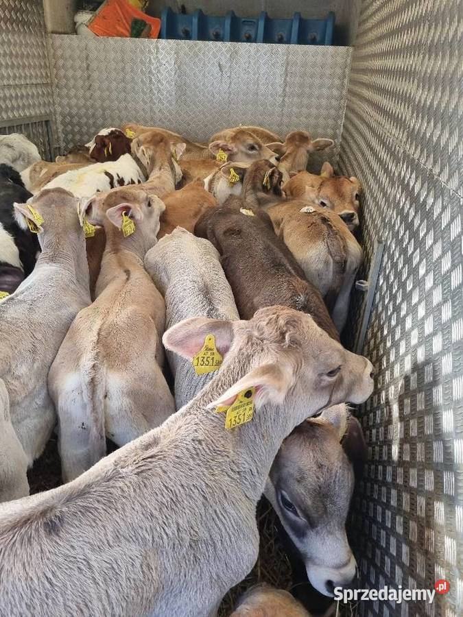 Byczki Jalowki Mięsne Sieradz