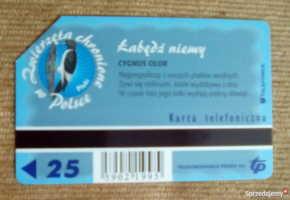 ŁABĘDŹ NIEMY POSPOLITY PTAK WODNY Piszczac