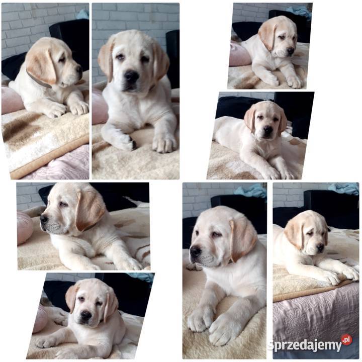 Labrador retriever zapowiedz miotu 2026r