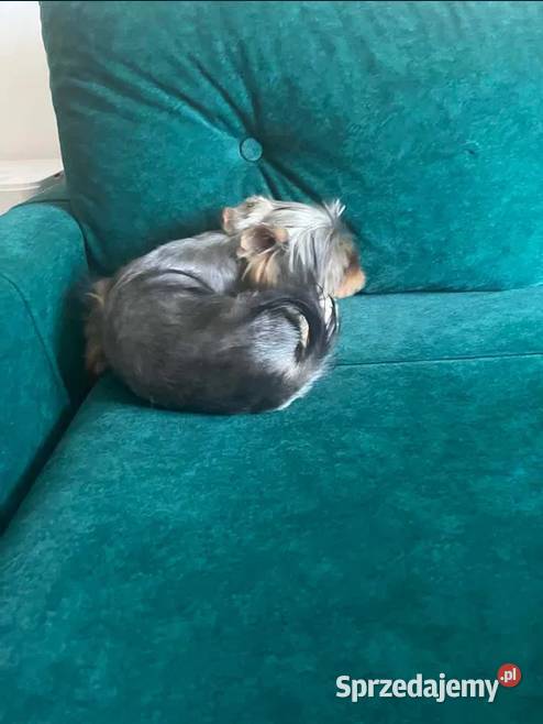yorkshire terrier piesek 9msc Skalbmierz