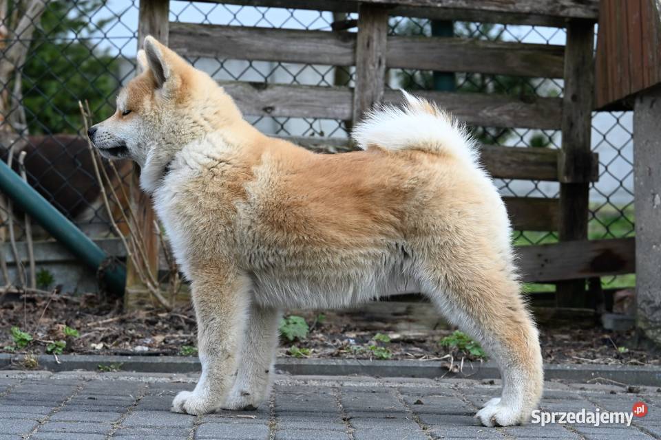 Akita japońska akita inu czerwony samiec ZKwP Częstochowa sprzedam