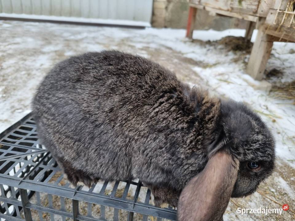 Kroliki baran francuski burgundzkie Garwolin